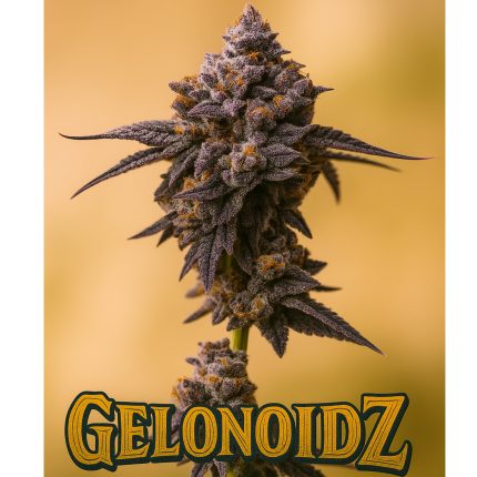 Gelonoidz (2026 Re-Release) - Feminized