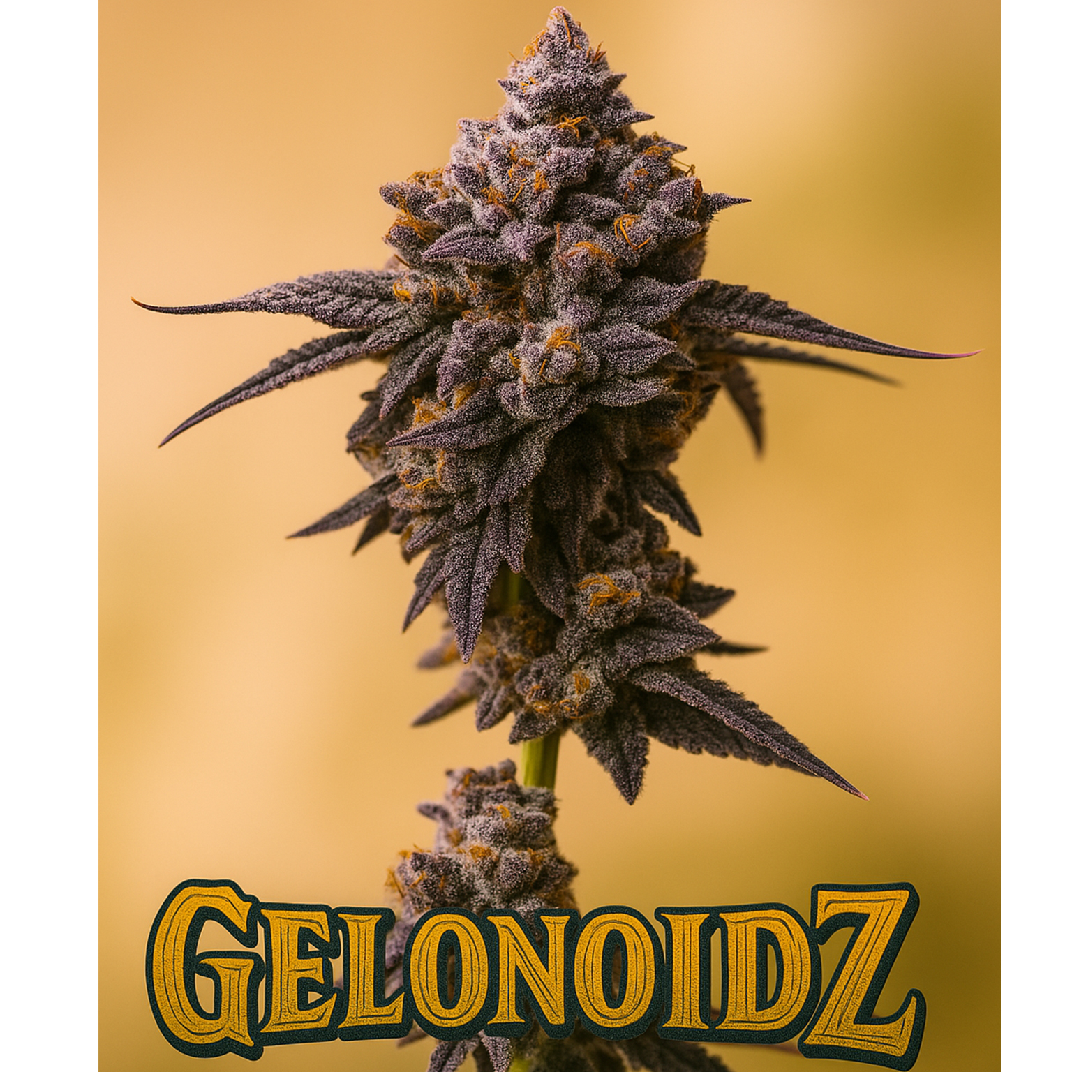 Gelonoidz02