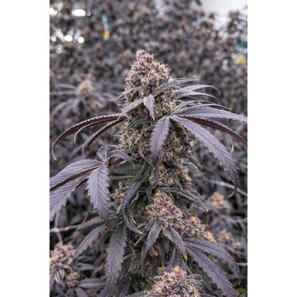 IC Bloobies  - Regular