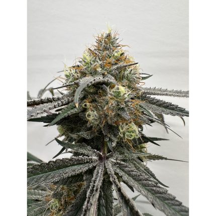 Pi'nana Passion - Regular