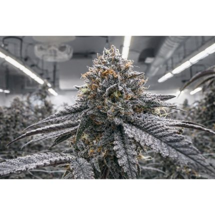 Zugar Zmoothie - Regular