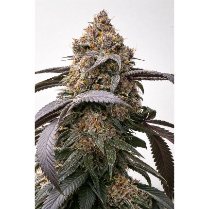 Rainbow Bloogatti  - Regular