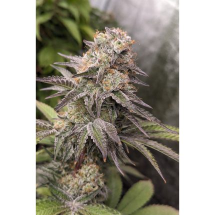 White Zlushi  - Regular